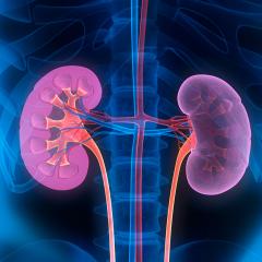 Kidneys